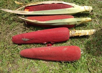 Manfaat Buah Merah Papua untuk Kesehatan Tubuh dari Timur Indonesia