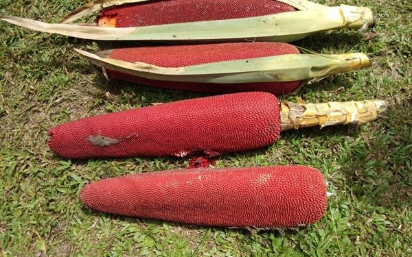 Manfaat Buah Merah Papua untuk Kesehatan Tubuh dari Timur Indonesia
