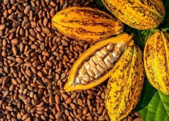 Pengembangan Kakao di Sulsel Melalui Skema Pembiayaan dan Kemitraan