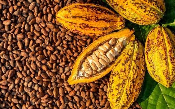 Pengembangan Kakao di Sulsel Melalui Skema Pembiayaan dan Kemitraan