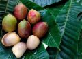 4 Manfaat Buah Matoa untuk Kesehatan yang Masih Belum Banyak Dikenal