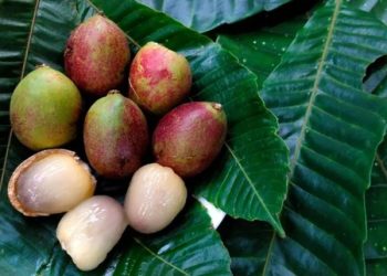 4 Manfaat Buah Matoa untuk Kesehatan yang Masih Belum Banyak Dikenal