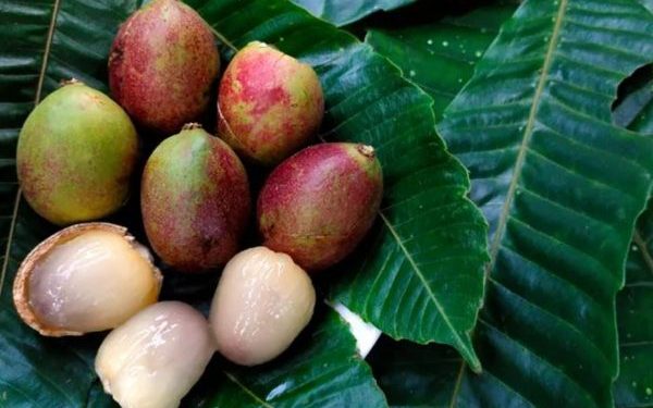 4 Manfaat Buah Matoa untuk Kesehatan yang Masih Belum Banyak Dikenal