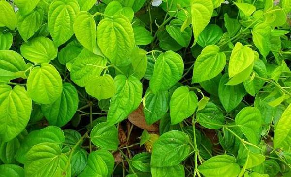5 Khasiat Daun Sirih Kaya Antioksidan untuk Kesehatan Tubuh yang Jarang Diketahui