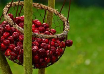 Khasiat Buah Ceri untuk Meningkatkan Imun dan Mencegah Penyakit bagi Tubuh