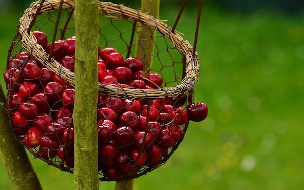 Khasiat Buah Ceri untuk Meningkatkan Imun dan Mencegah Penyakit bagi Tubuh