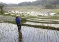 Produksi Beras Nasional 2025 Diperkirakan Mencapai 33,19 Juta Ton