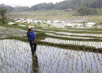 Produksi Beras Nasional 2025 Diperkirakan Mencapai 33,19 Juta Ton
