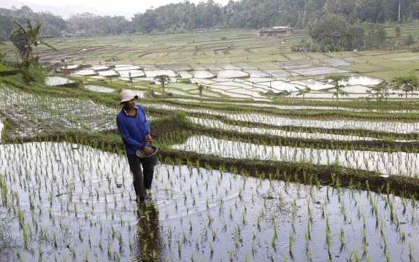 Produksi Beras Nasional 2025 Diperkirakan Mencapai 33,19 Juta Ton
