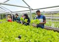 Keceriaan Menanam dan Memanen Bersama KWT Baji Minasa di Sulawesi