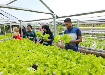 Keceriaan Menanam dan Memanen Bersama KWT Baji Minasa di Sulawesi