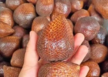 Buah Salak Mengandung Nutrisi, Simak 10 Manfaat Kesehatannya yang Harus Diketahui