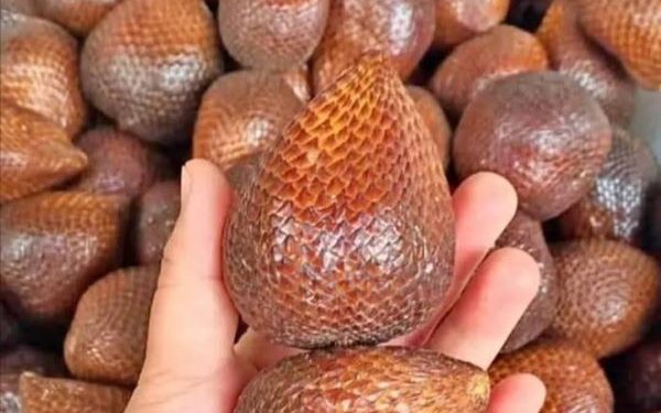 Buah Salak Mengandung Nutrisi, Simak 10 Manfaat Kesehatannya yang Harus Diketahui