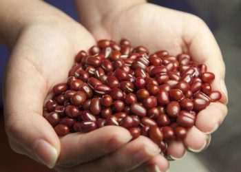 Beragam Manfaat Kacang Merah Kaya Nutrisi untuk Kesehatan Tubuh