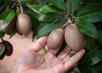 Manfaat Menarik Sawo yang Jarang Diketahui Banyak Orang
