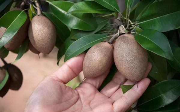 Manfaat Menarik Sawo yang Jarang Diketahui Banyak Orang