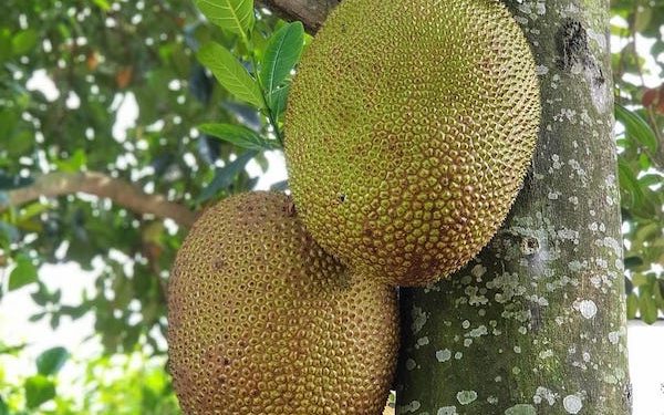 Berbagai Manfaat Sukun untuk Kesehatan Selain Sebagai Camilan