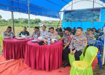 Dukung Swasembada Pangan Kapolres Jeneponto Hadiri Panen Raya Jagung